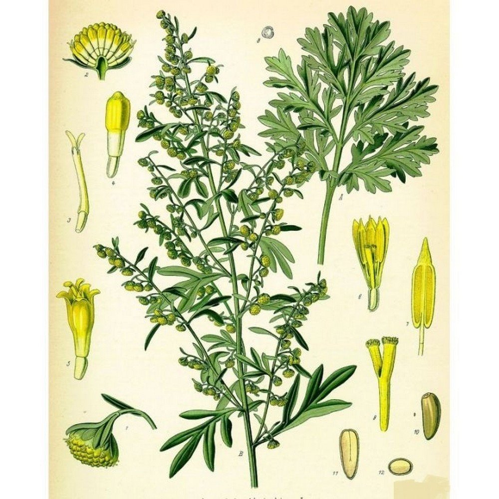 ABSINTHE GRAND CUT IPHYM luminary Herb Artemisia absinthium L.,ABSINTHE GRAND CUT IPHYM sommité Herbe Artemisia absinthium L.