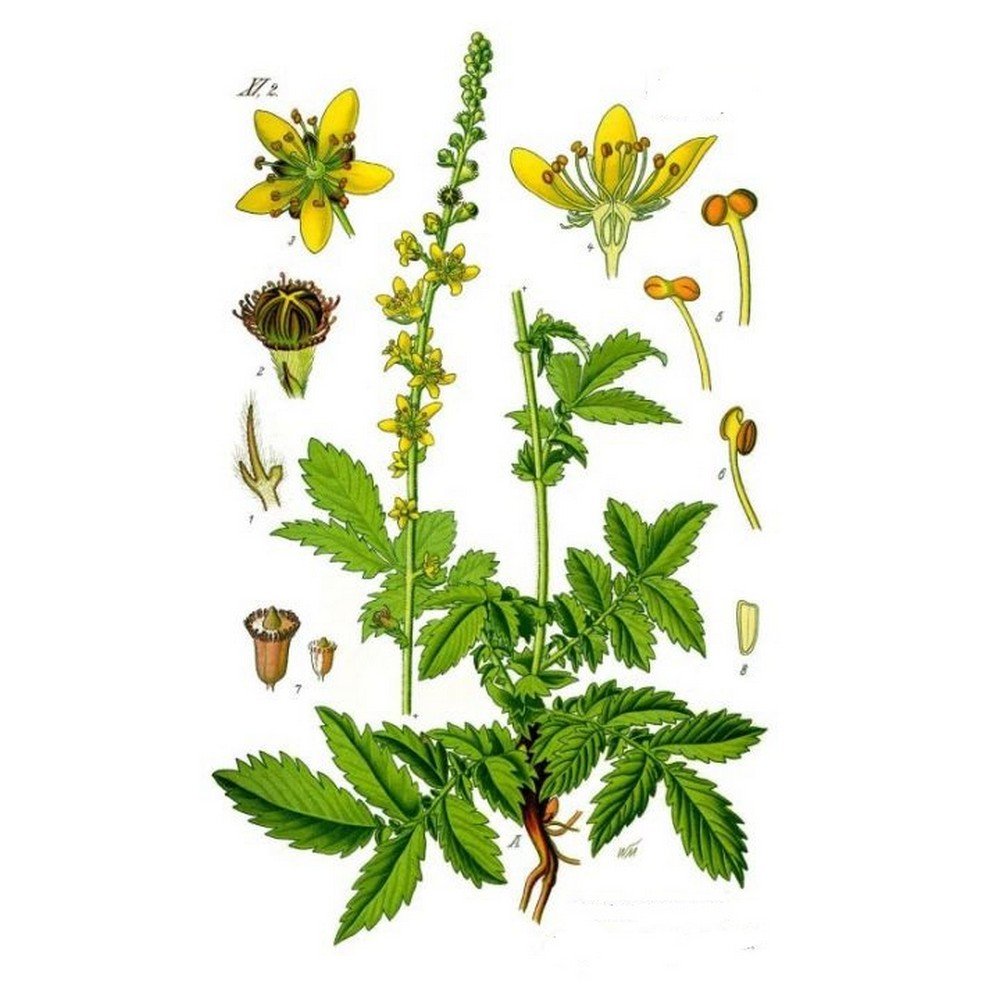 Agrimony Agrimonia eupatoire Plante cut HERBORISTERIE eupatoria,Aigremoine Agrimonia eupatoria Plante coupée HERBORISTERIE eupatoria