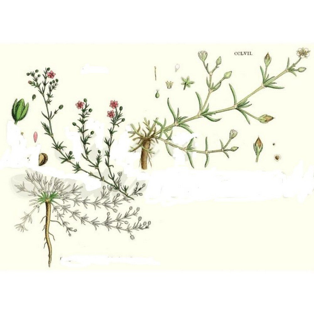 ARENARIA RUBRA (Sabline) PLANT CUT IPHYM Herbalism Arenaria rubra,ARENARIA RUBRA (Sabline) PLANTE COUPÉE IPHYM Herboristerie Arenaria rubra