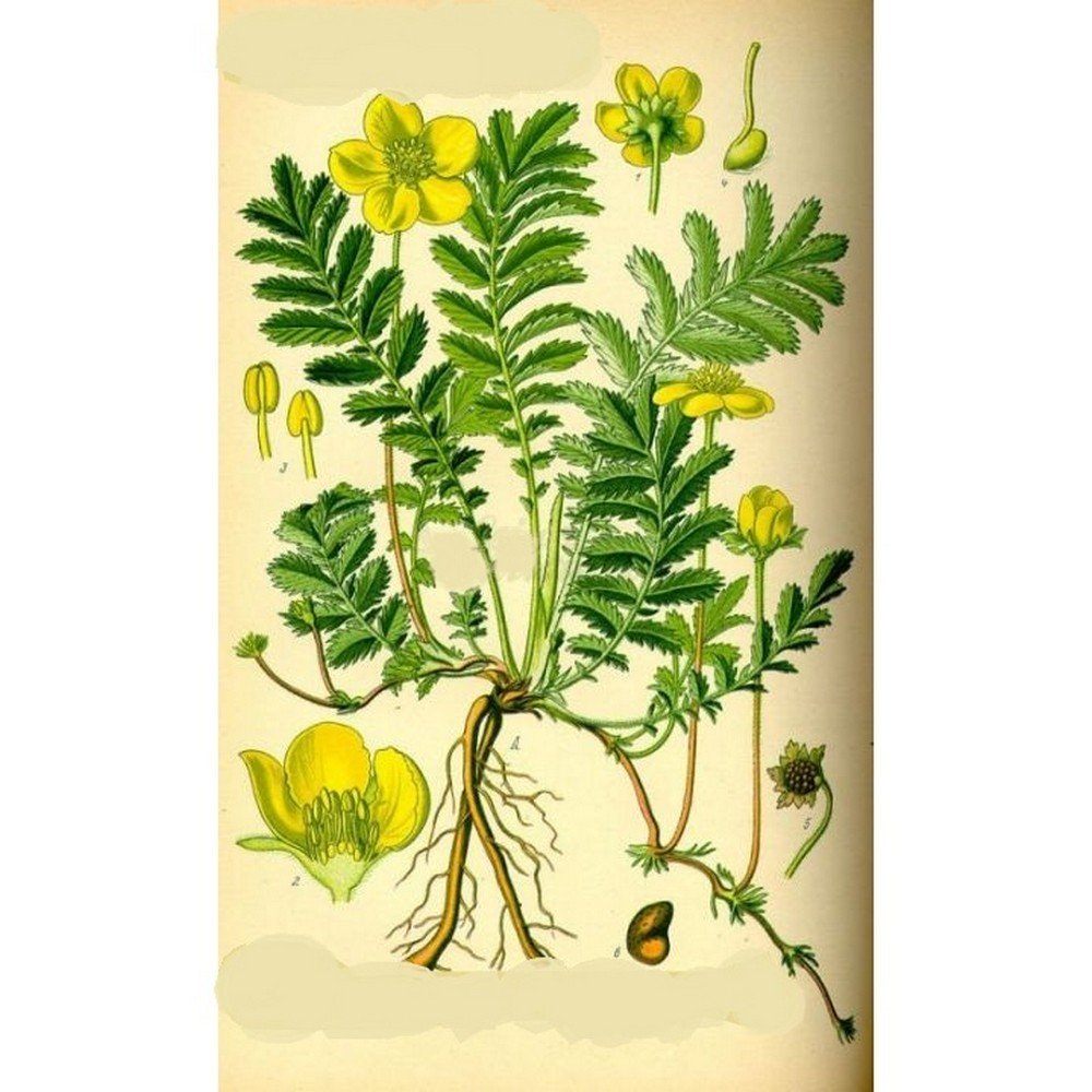 ARGENTINA POTENTILLA PLANT CUT IPHYM Potentilla anserina Herbalism,PLANTE DE POTENTILLE D'ARGENTINE COUPÉE IPHYM Potentilla anserina Herboristerie