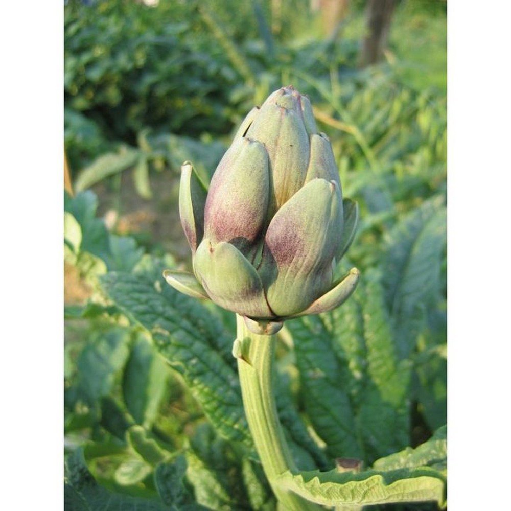 Artichoke Leaf HERBORISTERIE Cynara scolymus,Feuille d'artichaut HERBORISTERIE Cynara scolymus
