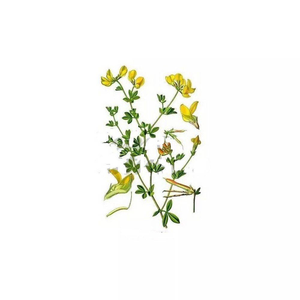 Birdsfoot trefoil REGULAR CUP IPHYM Herbalism Lotus corniculatus L,Lotier corniculé COUPE RÉGULIÈRE IPHYM Herboristerie Lotus corniculatus L