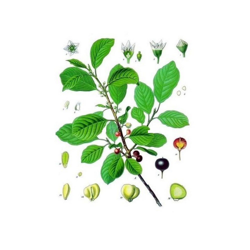 BOURDAINE BARK CUT IPHYM Herbalism Rhamnus L. frangula,ÉCORCE DE BOURDAINE COUPÉE IPHYM Herboristerie Rhamnus L. frangula