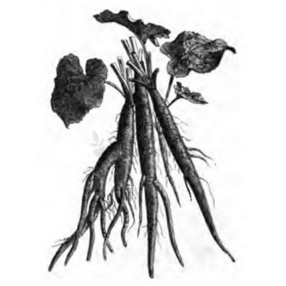 Burdock (burdock) Root HERBORISTERIE Arctium lappa,Bardane (bardane) Racine HERBORISTERIE Arctium lappa