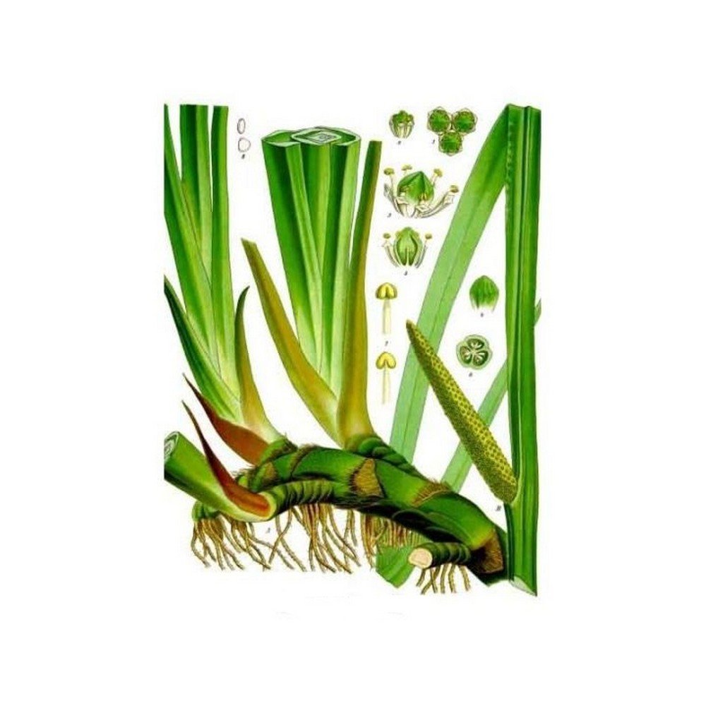 Calamus (Calamus) Rhizome cut HERBORISTERIE,Calamus (Calamus) Rhizome coupé HERBORISTERIE