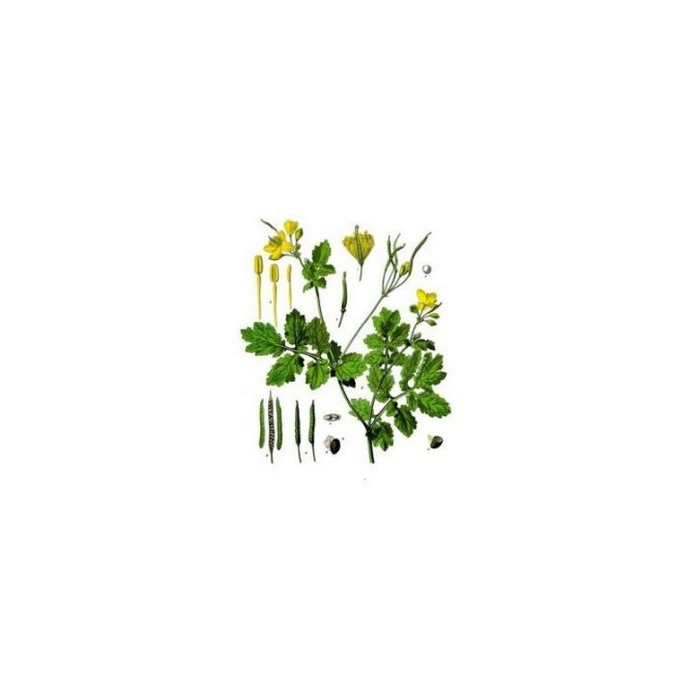 CELANDINE PLANT CUT IPHYM Herbalism Chel,PLANTE DE CHÉLANDINE COUPÉE IPHYM Herboristerie Chel