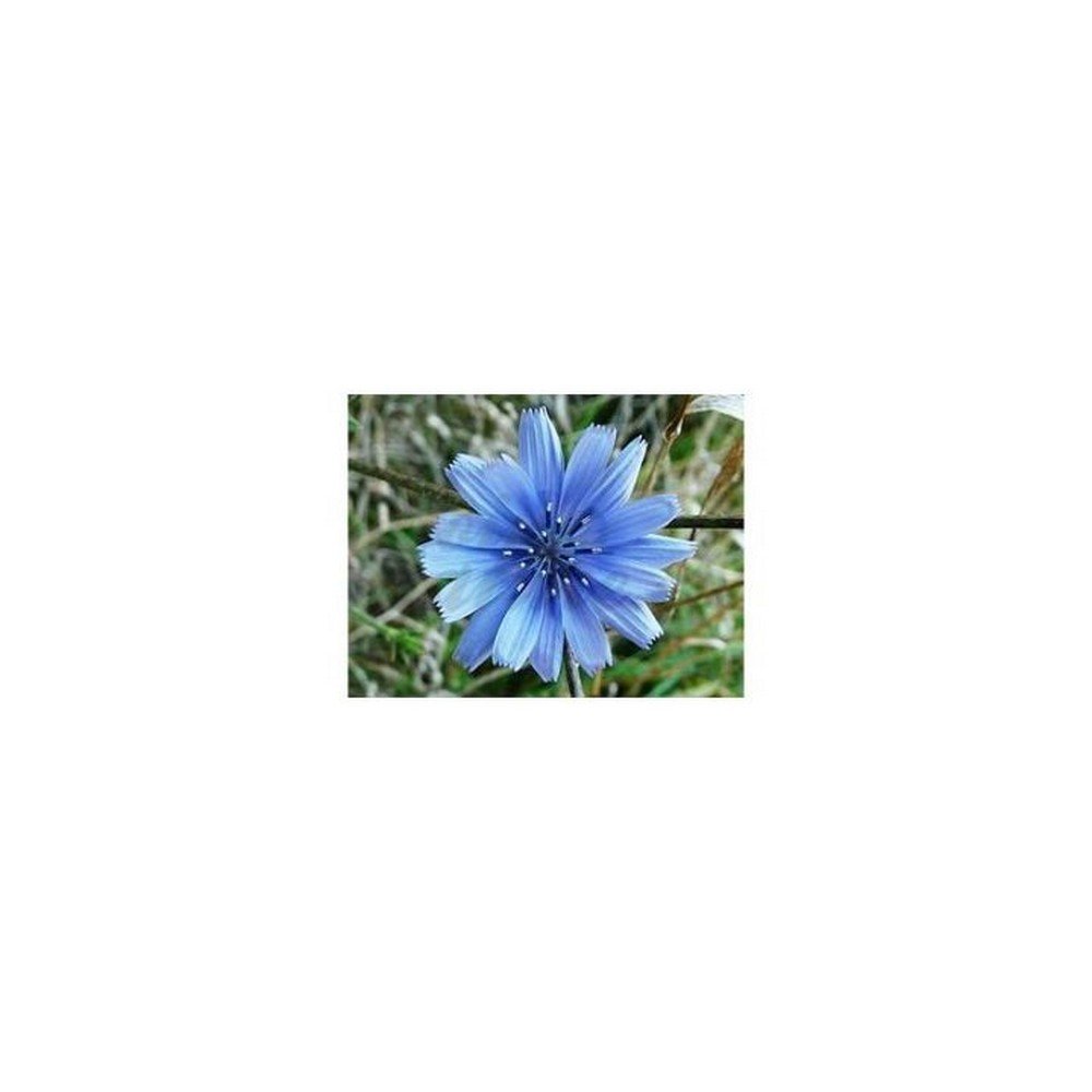 Chicory Root cut IPHYM Herbalism Cichorium intybus,Chicorée Racine coupée IPHYM Herboristerie Cichorium intybus