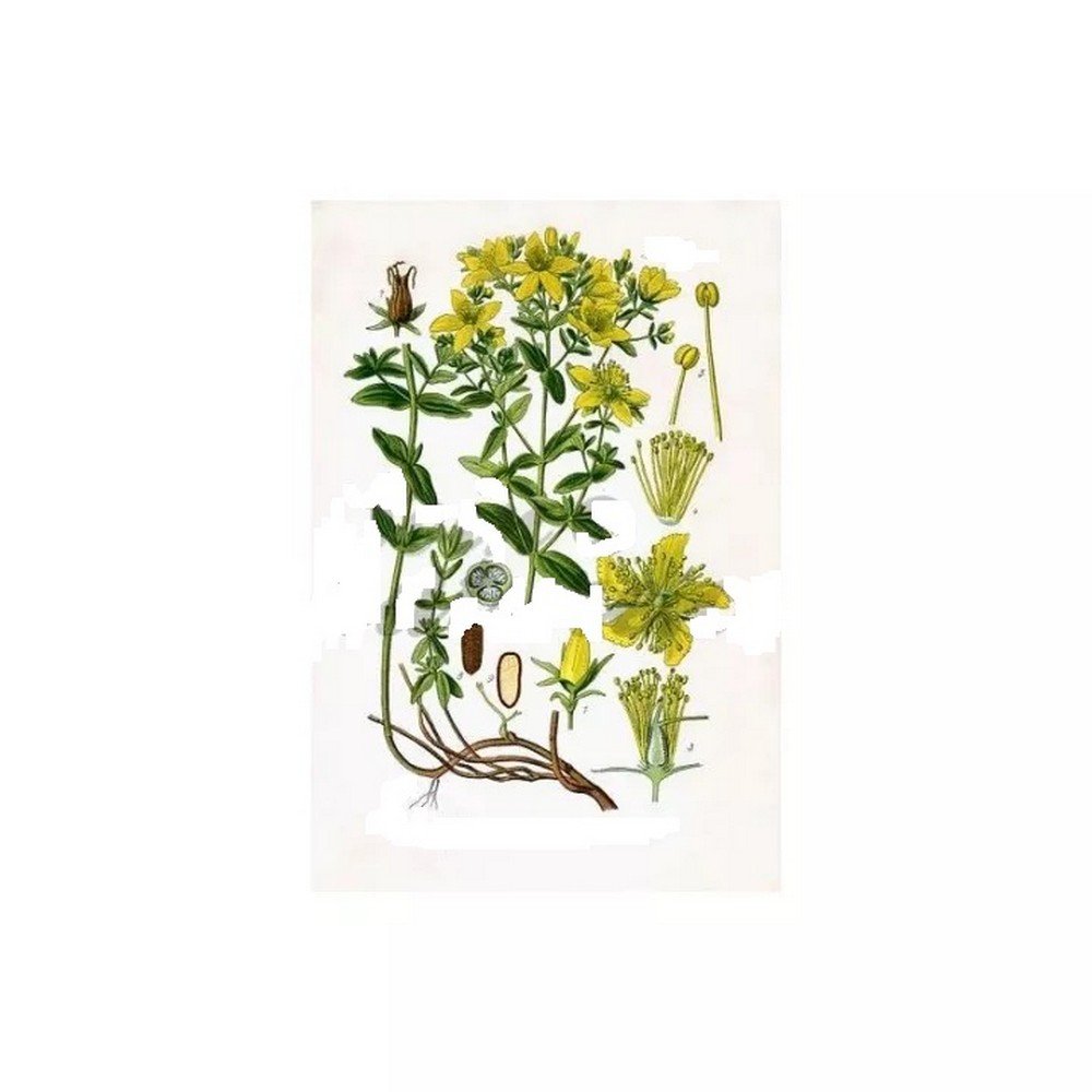 CUT IPHYM MILLEPERTUIS luminary Herb Hypericum perforatum L.,COUPE IPHYM MILLEPERTUIS sommité Herbe Hypericum perforatum L.