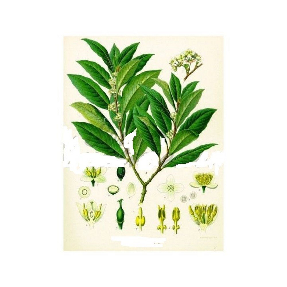 Cut Sheet IPHYM Herbalism LAUREL Laurus nobilis;Feuille coupée IPHYM Herboristerie LAURIER Laurus nobilis