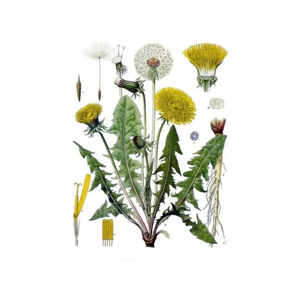 DANDELION ROOT CUT IPHYM Herbalism Taraxacum officinale,RACINE DE PISSENLIT COUPÉE IPHYM Herboristerie Taraxacum officinale