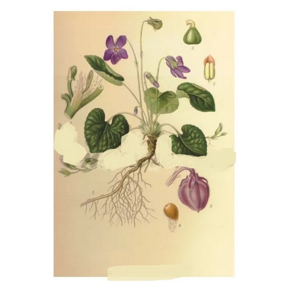 FLOWER VIOLET Viola odorata L. Herb IPHYM,FLEUR VIOLET Viola odorata L. Herbe IPHYM