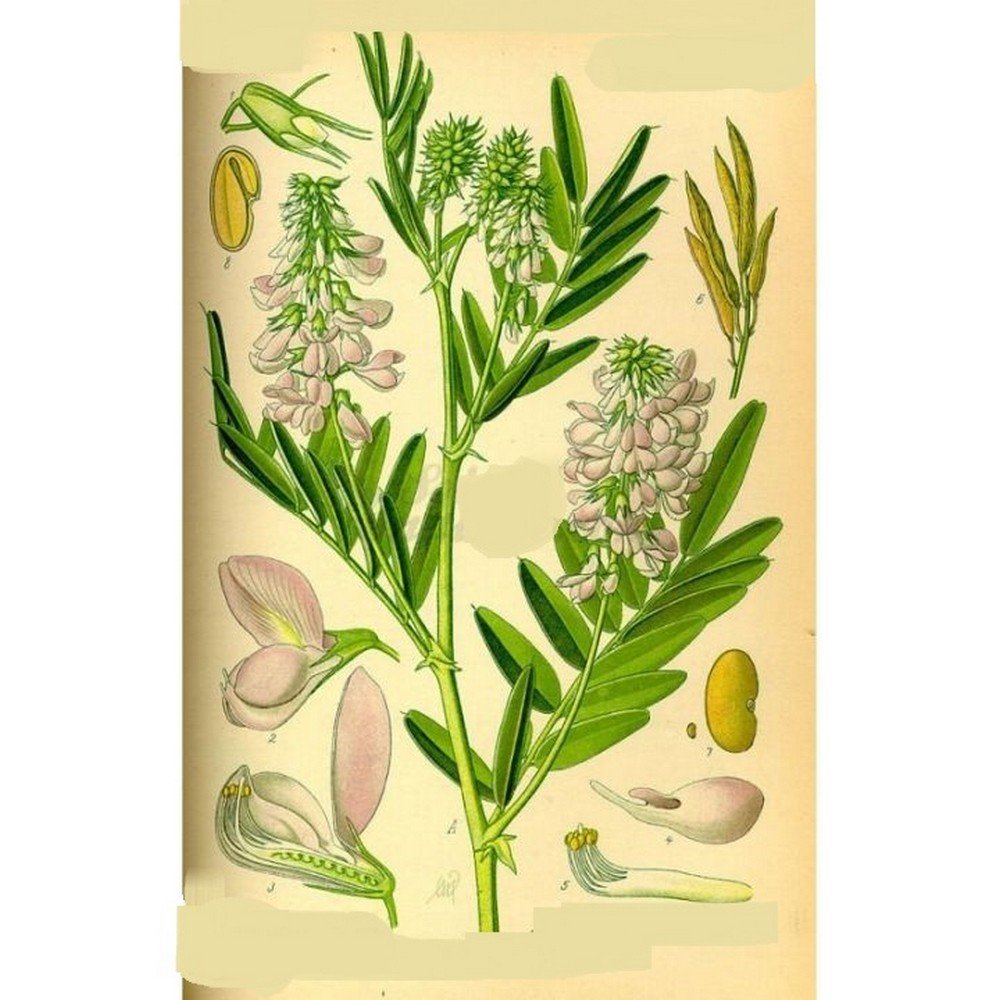 GALEGA IPHYM Herbalism Galega officinalis,GALEGA IPHYM Herboristerie Galega officinalis