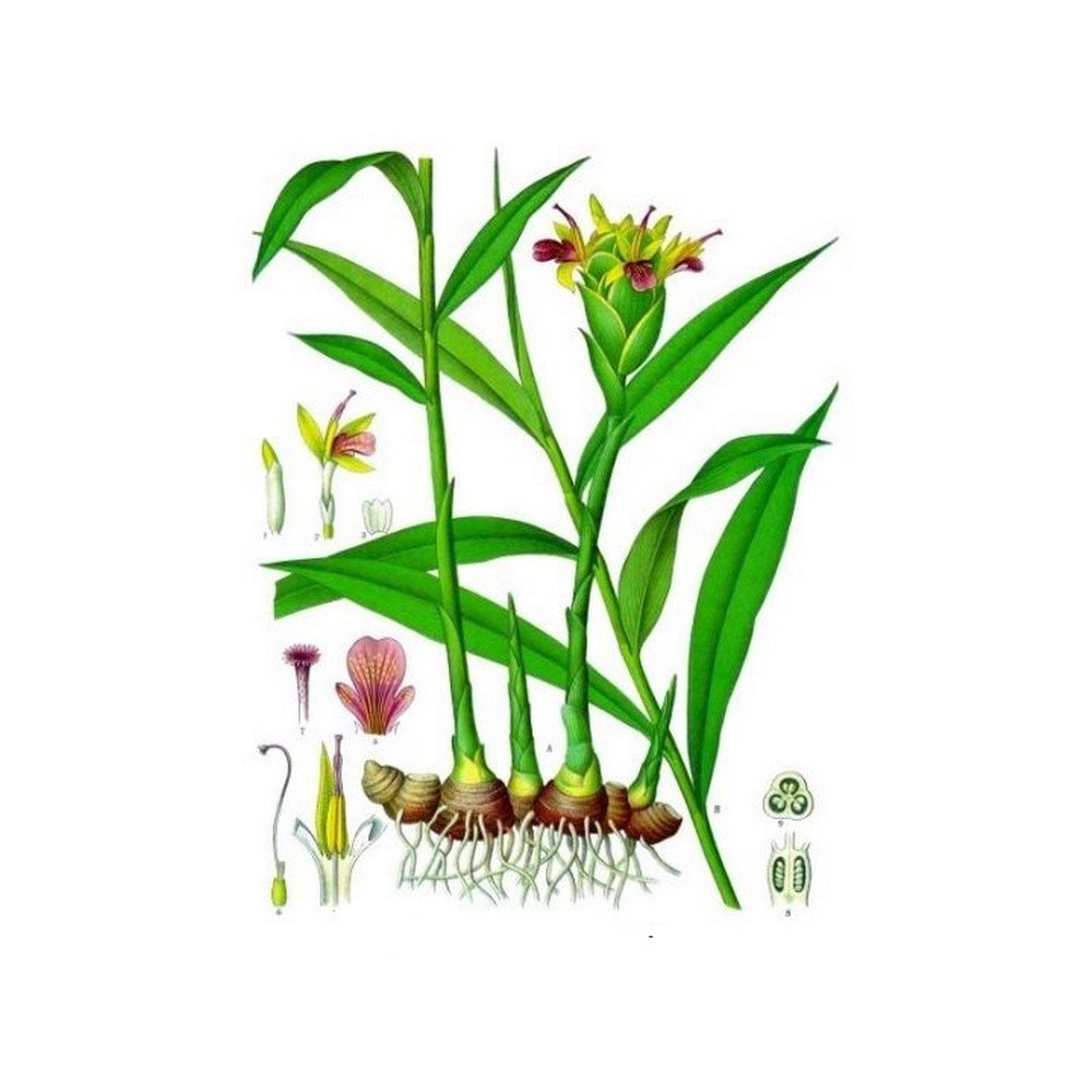 GINGER RHIZOME (Root) Zingiber officinale Roscoe IPHYM Herbalism,RHIZOME DE GINGEMBRE (Racine) Zingiber officinale Roscoe IPHYM Herboristerie