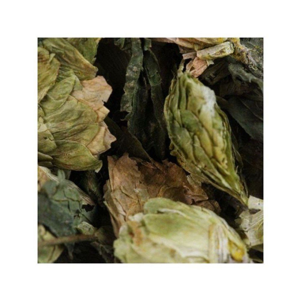 GREEN HALF HOPS Humulus lupulus cone IPHYM Herbs,DEMI HOUBLON VERT Humulus lupulus cône Herbes IPHYM