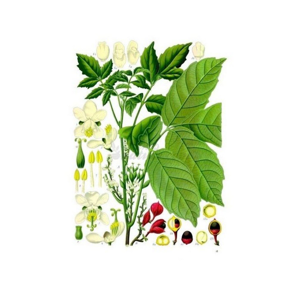 Guarana Paullinia cupana Herb SEED IPHYM Kunth,Guarana Paullinia cupana GRAINE D'herbes IPHYM Kunth.