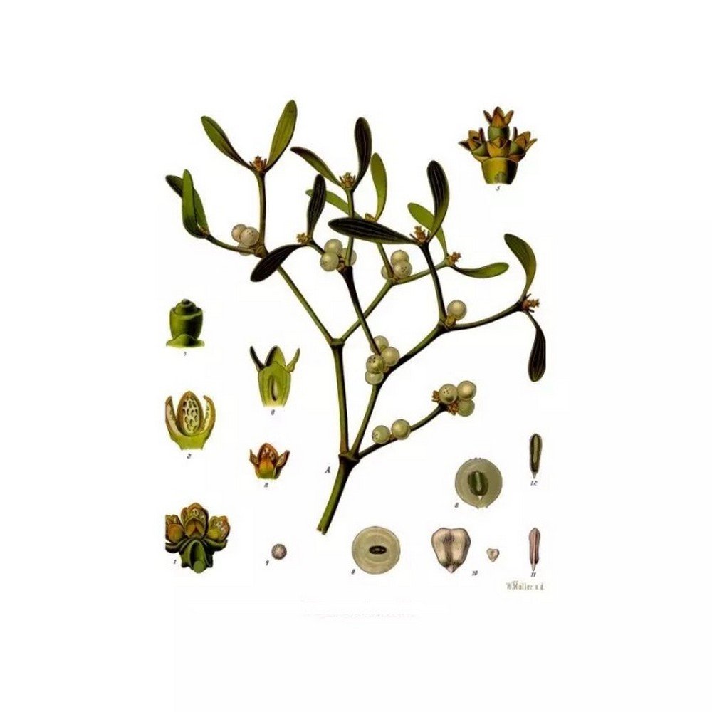 GUI Viscum album L. Herb leaf IPHYM,GUI Viscum album L. Feuille d'herbe IPHYM