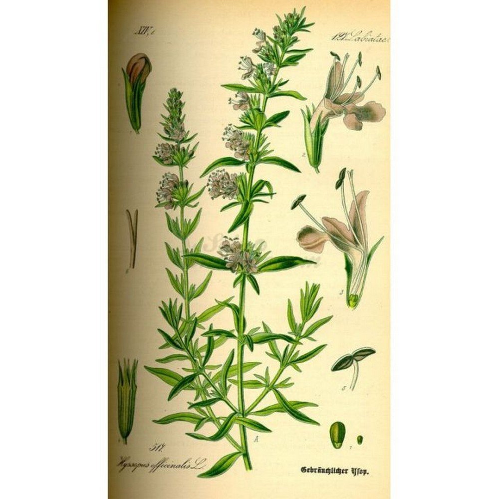HYSOPE luminary cut IPHYM Herb Hyssopus officinalis L.,HYSOPE luminaire coupé IPHYM Herbe Hyssopus officinalis L.