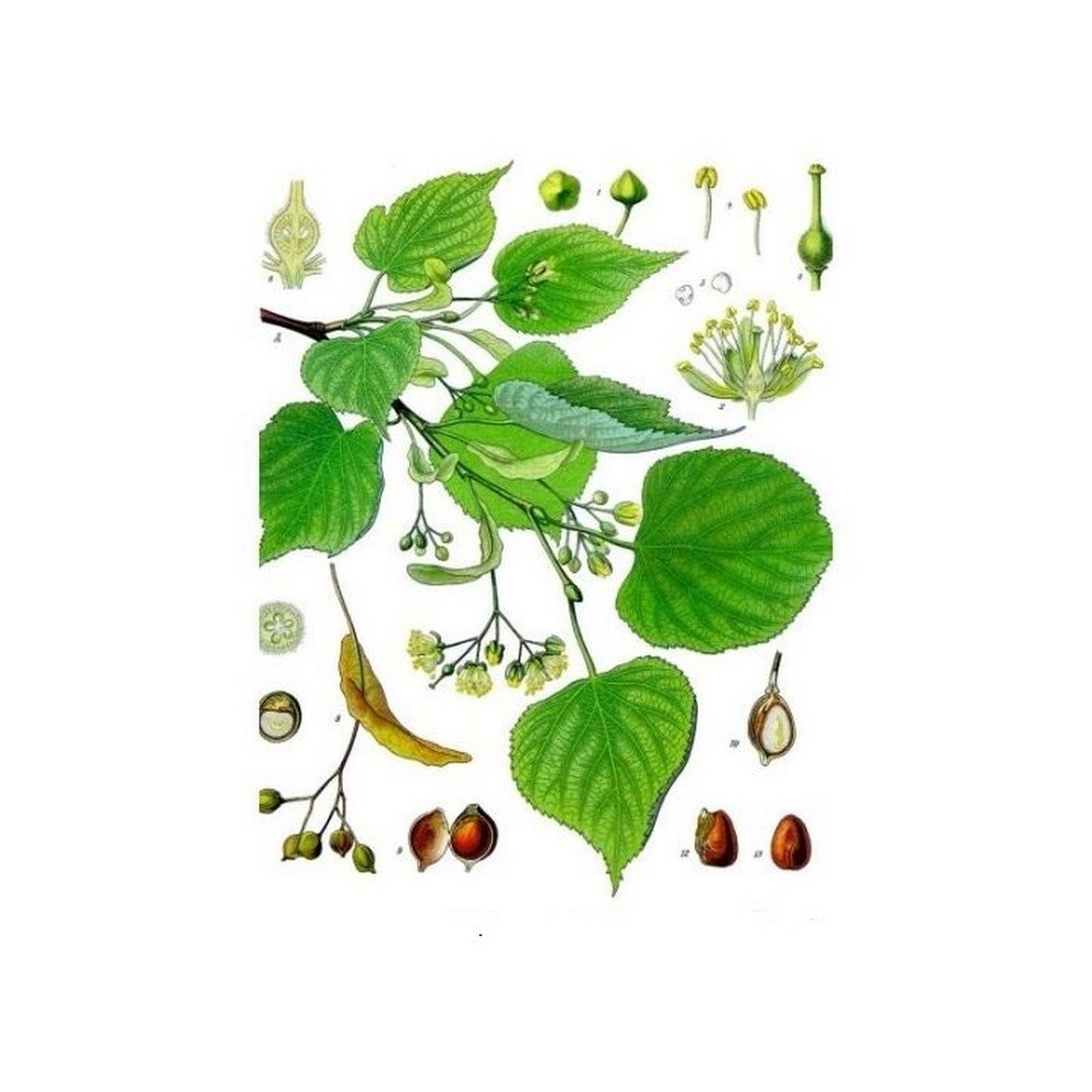 Lime surchoix - full bract Pack 100 g,Surchoix citron vert - bractée complète Pack 100 g