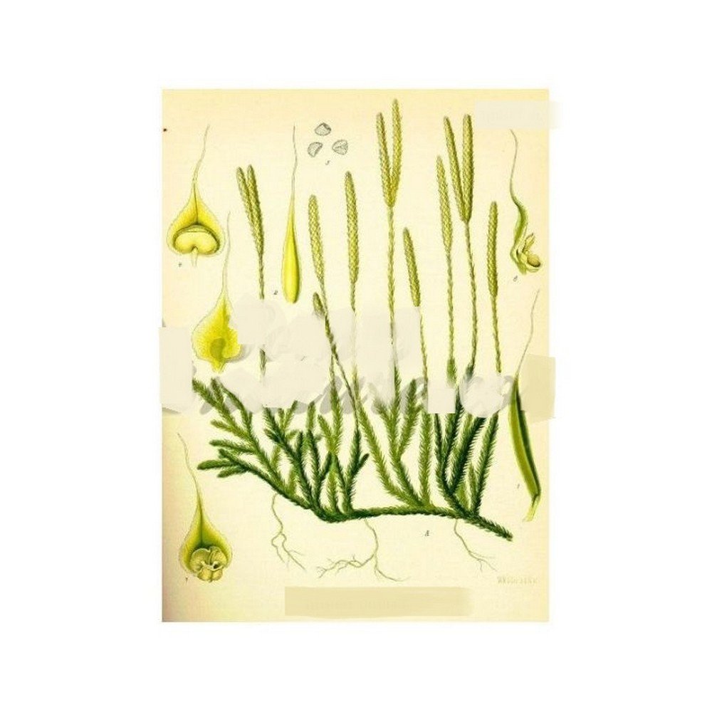 Lycopodium CUT PLANT IPHYM Herbalism Lyc L,Lycopodium PLANTE COUPÉE IPHYM Herboristerie Lyc L.