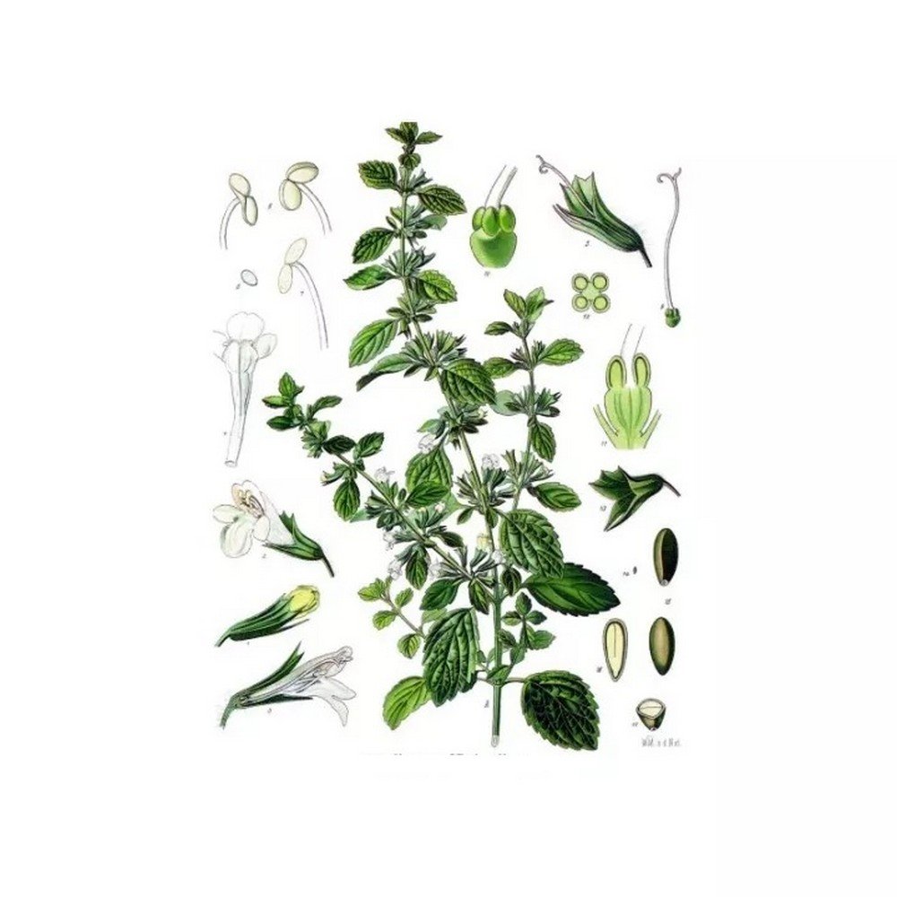 MELISSA LEAF CUT IPHYM Herb Melissa officinalis L.,MELISSA FEUILLE COUPÉE IPHYM Herbe Melissa officinalis L.