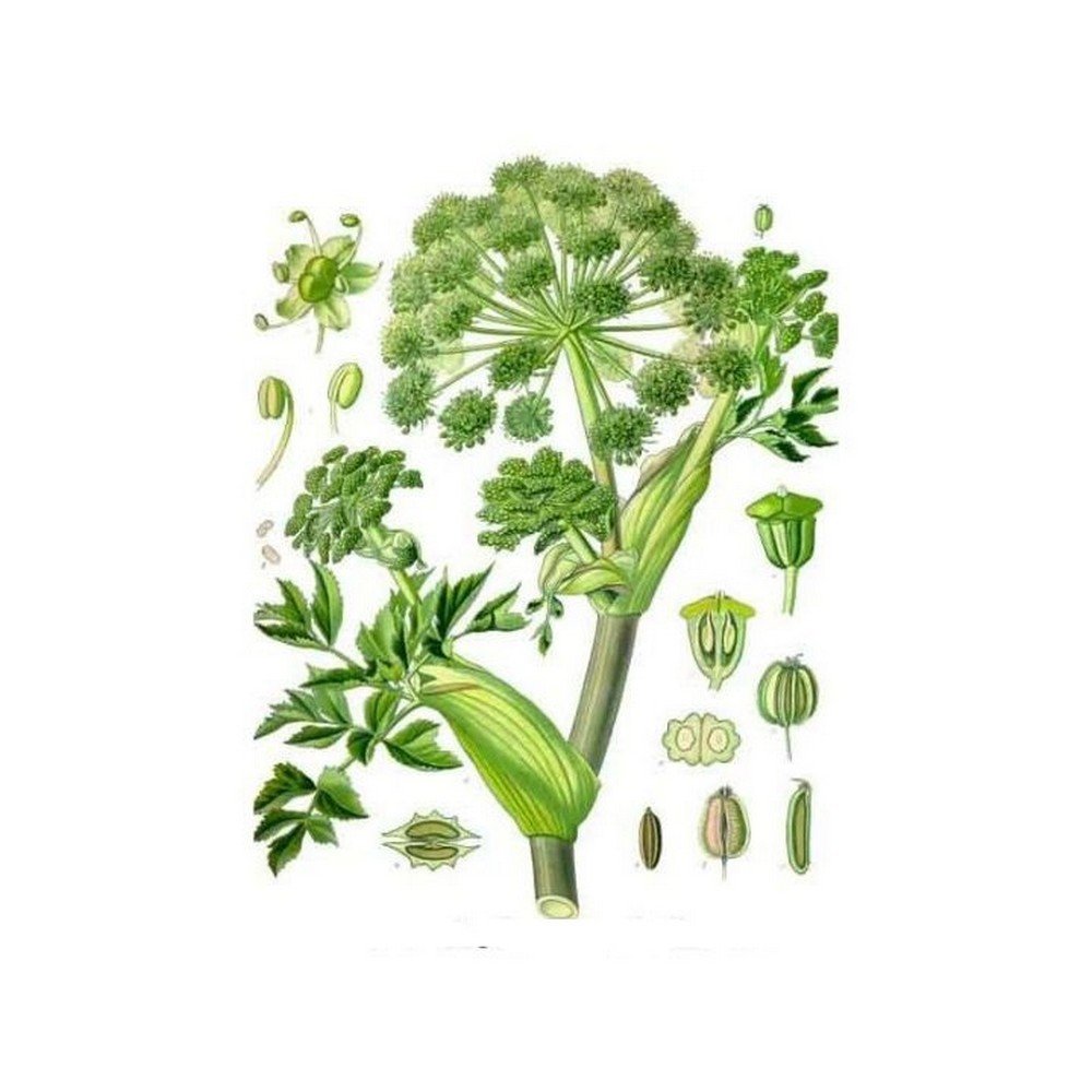 Officinale Angelique (true) Angelica Root cut HERBORISTERIE Archangelica,Officinale Angélique (vraie) Angélique Racine coupée HERBORISTERIE Archangelica