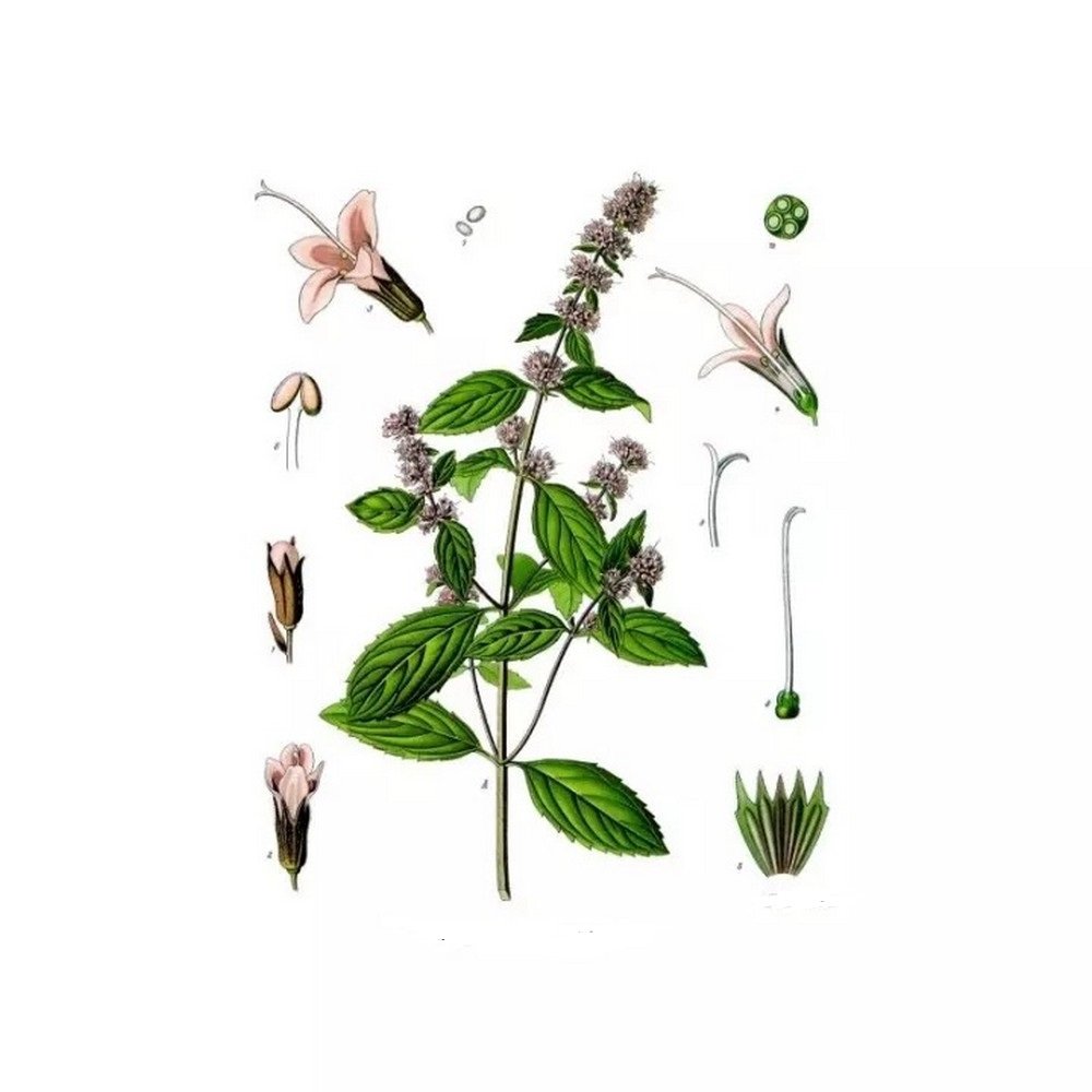 Peppermint - Full Sheet Pack of 250 g,Menthe poivrée - Paquet complet de 250 g