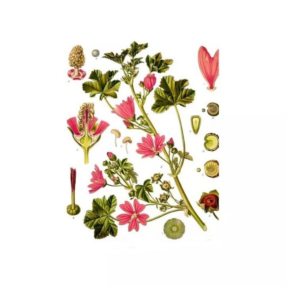 PURPLE FLOWER IPHYM Herbalism Malva sylvestris L.,FLEUR POURPRE IPHYM Herboristerie Malva sylvestris L.