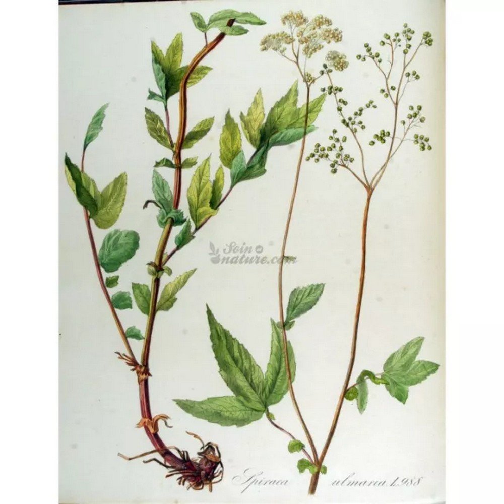 QUEEN OF NEAR CUT IPHYM luminary Herb Spirea ulmaria L. / meadowsweet,REINE DE LA COUPE PRES IPHYM sommité Herbe Spirea ulmaria L. / reine des prés