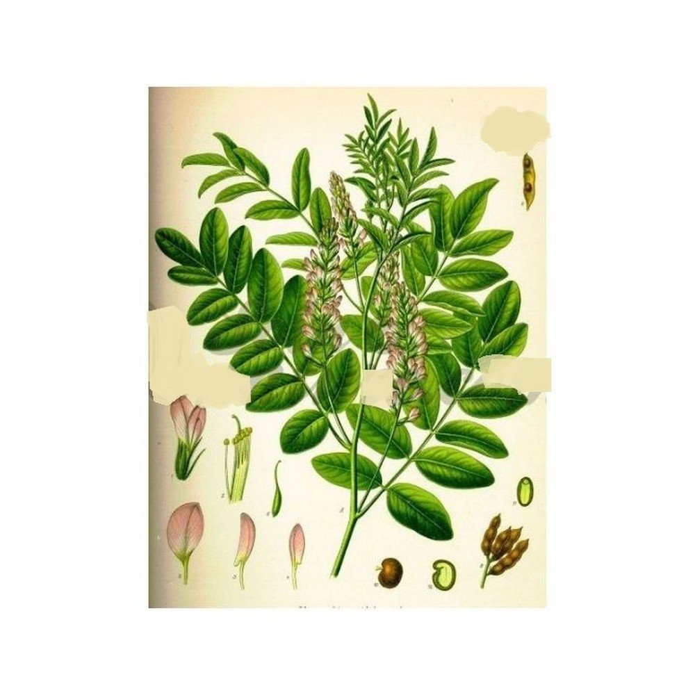 REGLISSE NATURE ORDINARY RACINE COUPEEI PhyM Herbalism Glycyrrhiza glabra L.