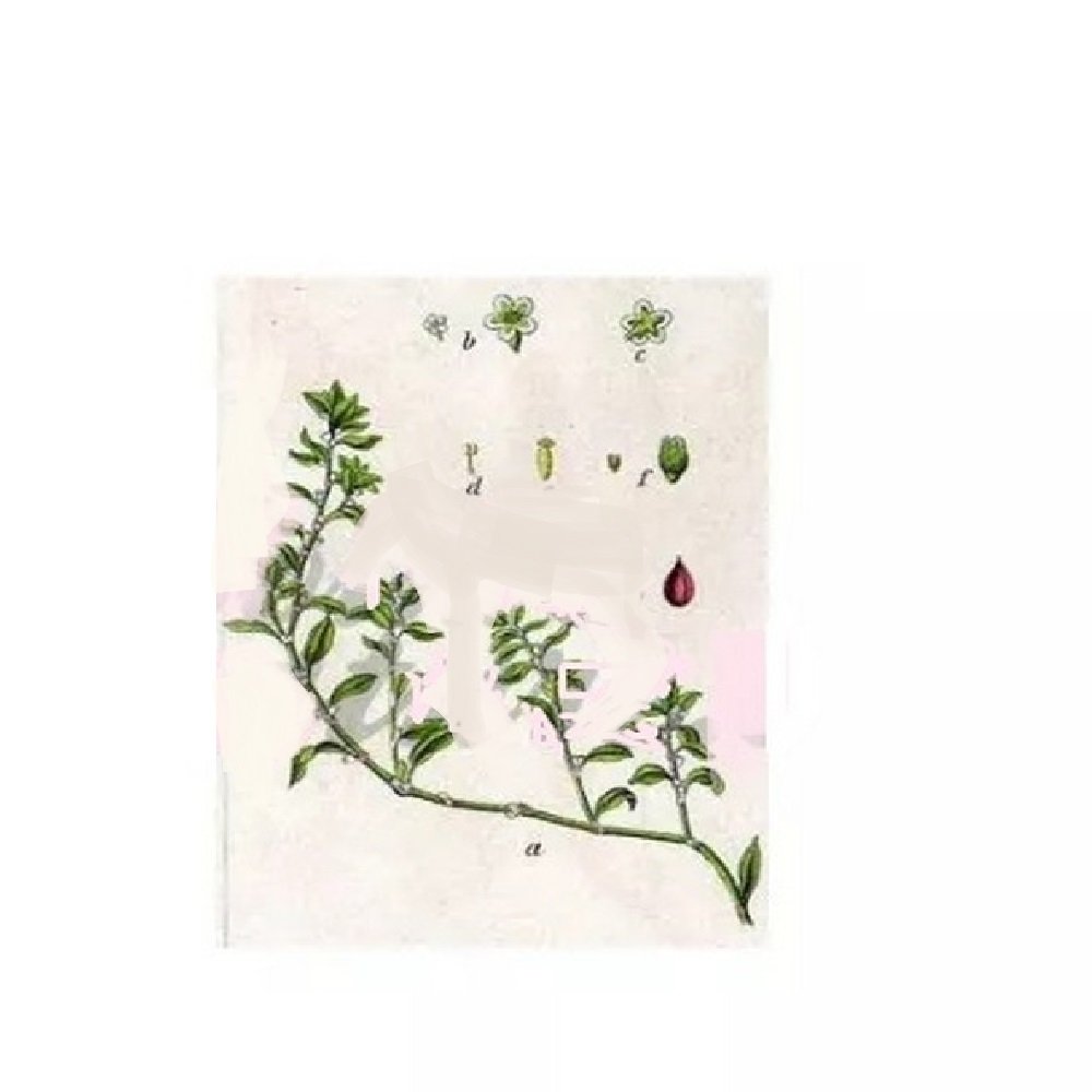 RENOUEE BIRD CUT PLANT IPHYM Herb Polygonum aviculare L.,RENOUEE PLANTE COUPÉE D'OISEAU IPHYM Herbe Polygonum aviculare L.