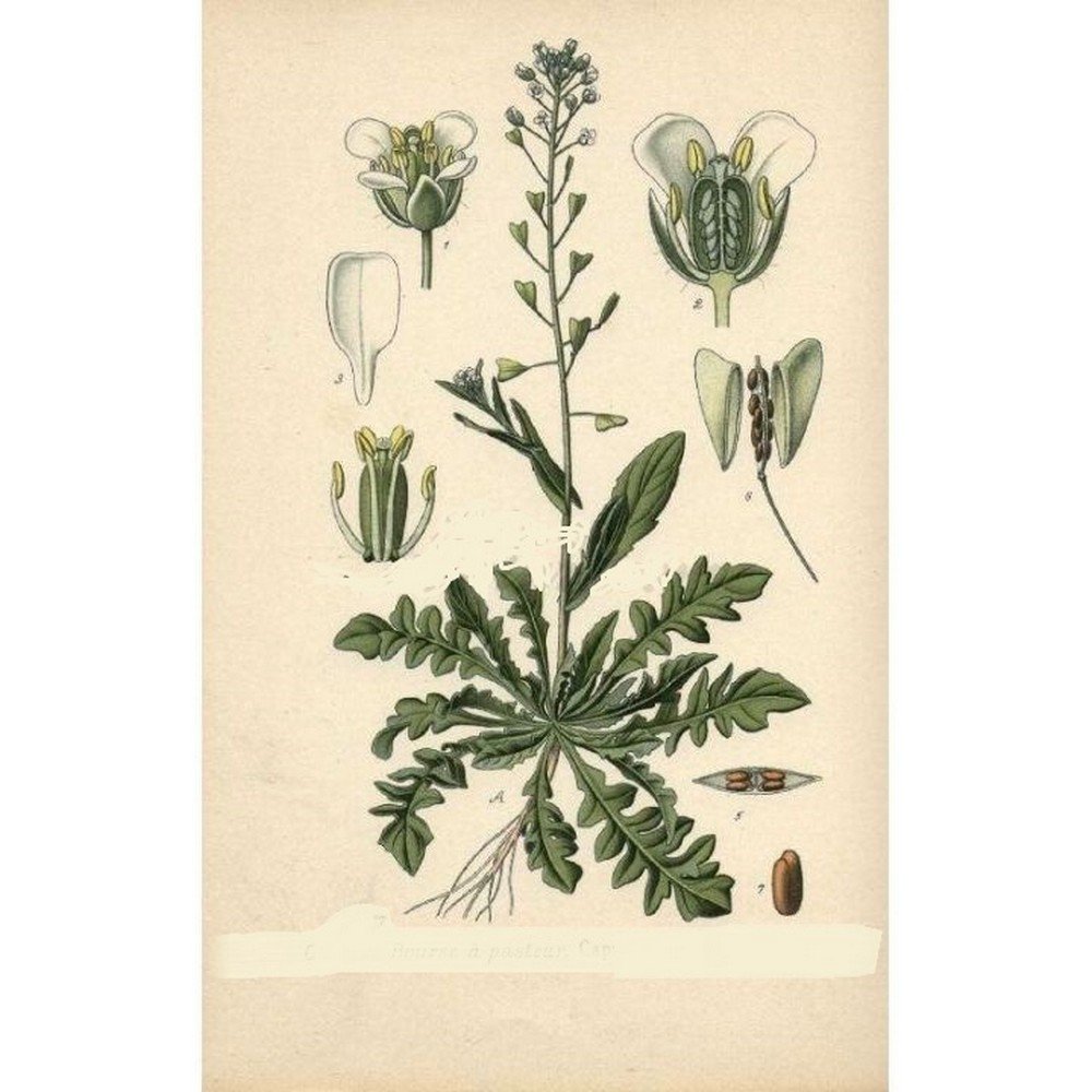 Shepherd's purse plant cut IPHYM Herbalism Capsella bursa-pastoris,Plante de bourse à pasteur coupée IPHYM Herboristerie Capsella bursa-pastoris L.L.