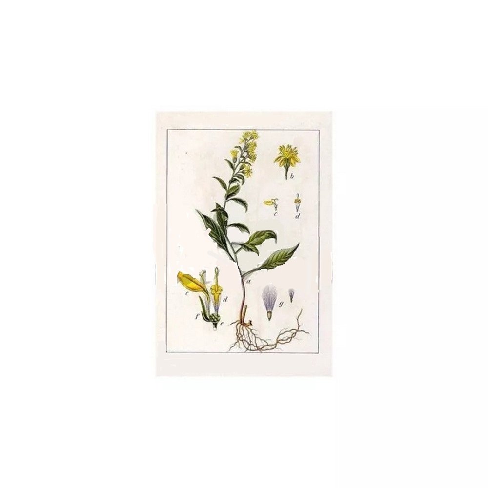 VERGE OF PLANT OR CUT IPHYM Herbalism Solidago virga aurea,BORD DE PLANTE OU COUPE IPHYM Herboristerie Solidago virga aurea