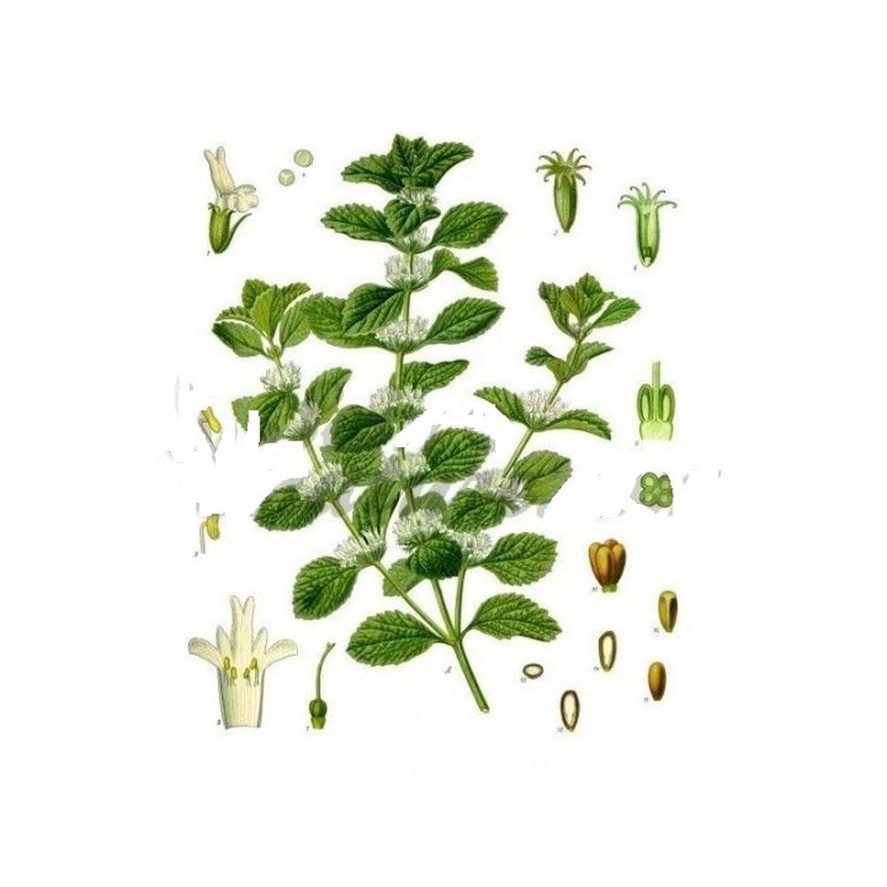 WHITE CUT PLANT horehound Marrubium vulgare L. Herb IPHYM,PLANTE COUPÉE BLANCHE marrube Marrubium vulgare L. Herbe IPHYM